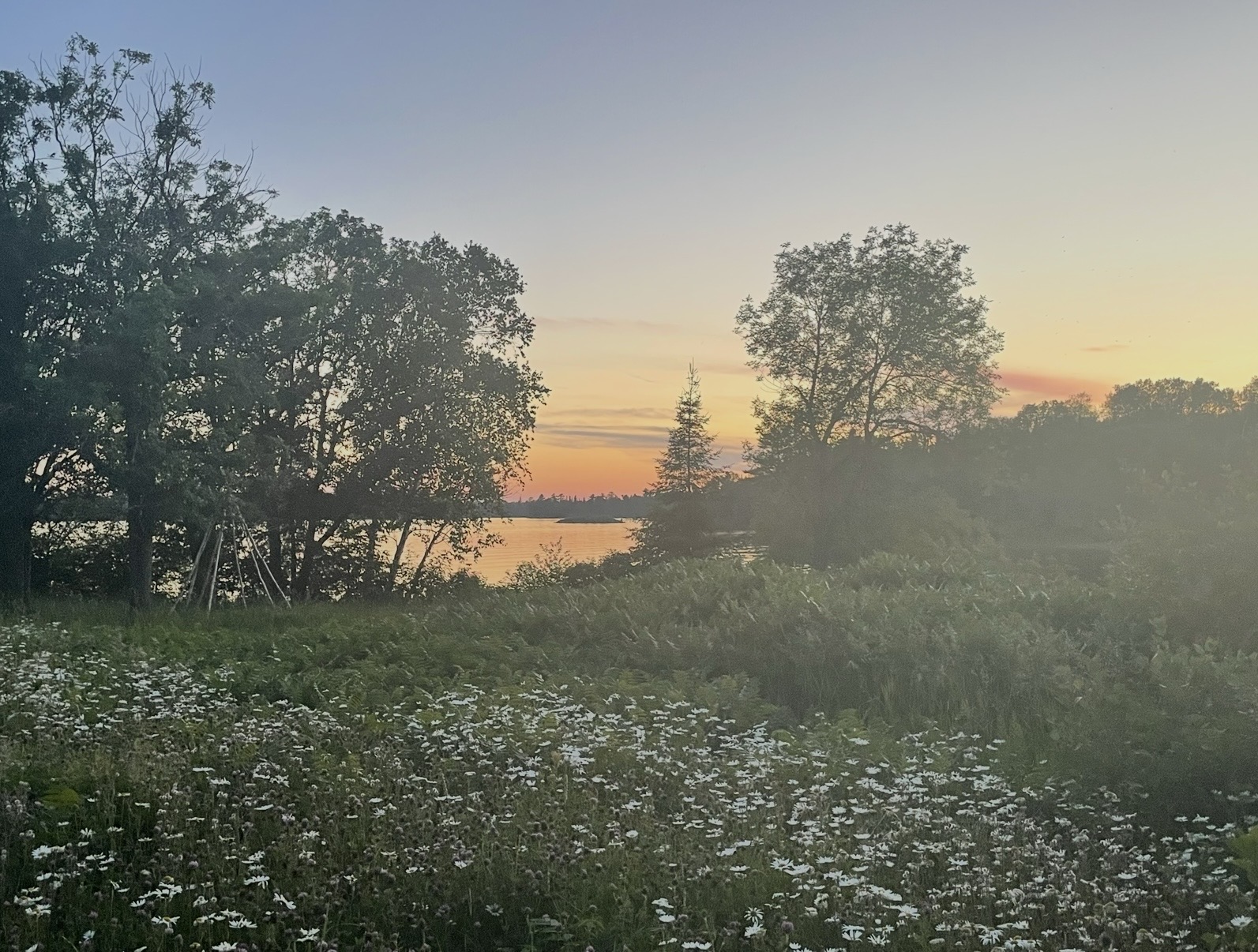 Daisies and teepee poles at dusk by the lake — Treaty #3 Territory